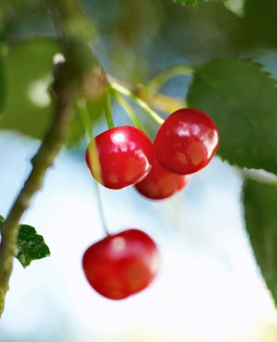 Red cherries on branch