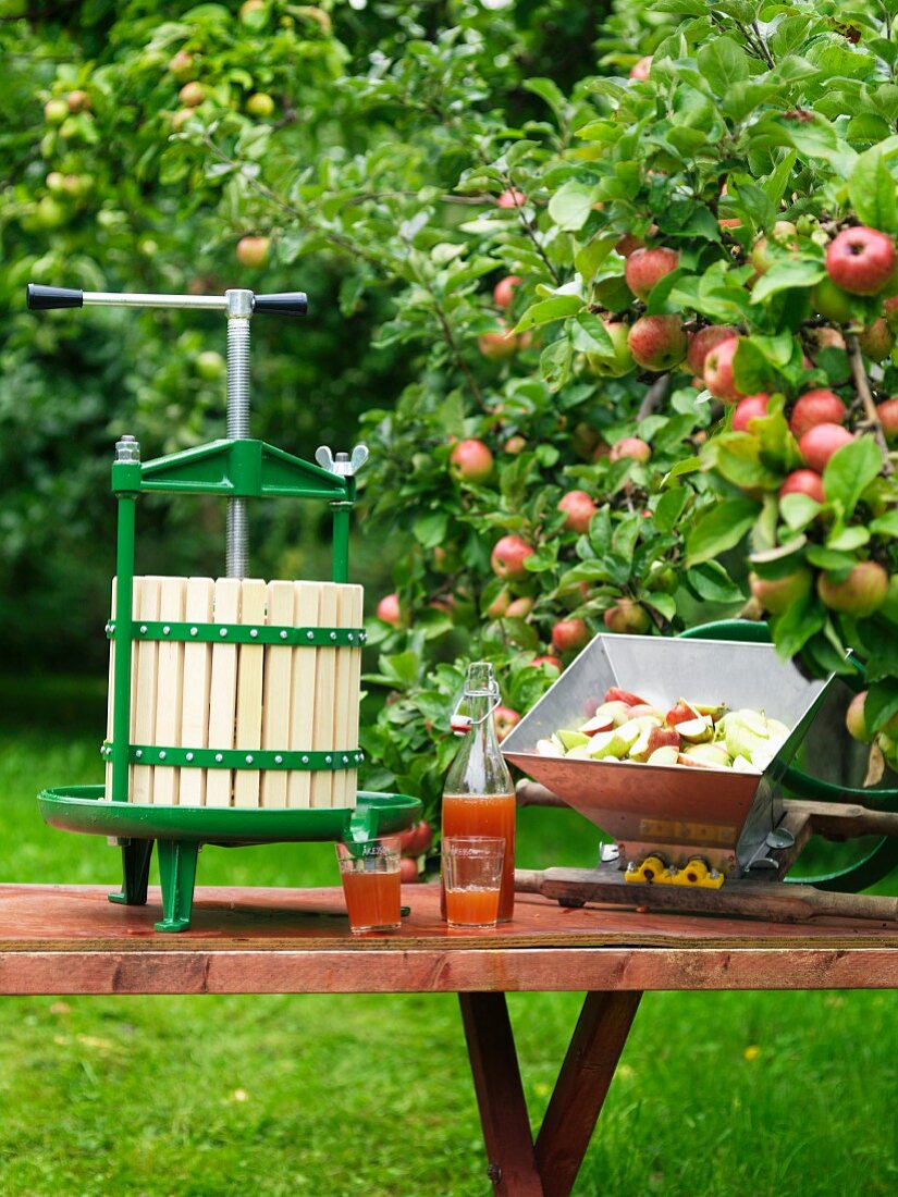 Apfelwein mit Apfelpresse und frischen Äpfeln auf Gartentisch