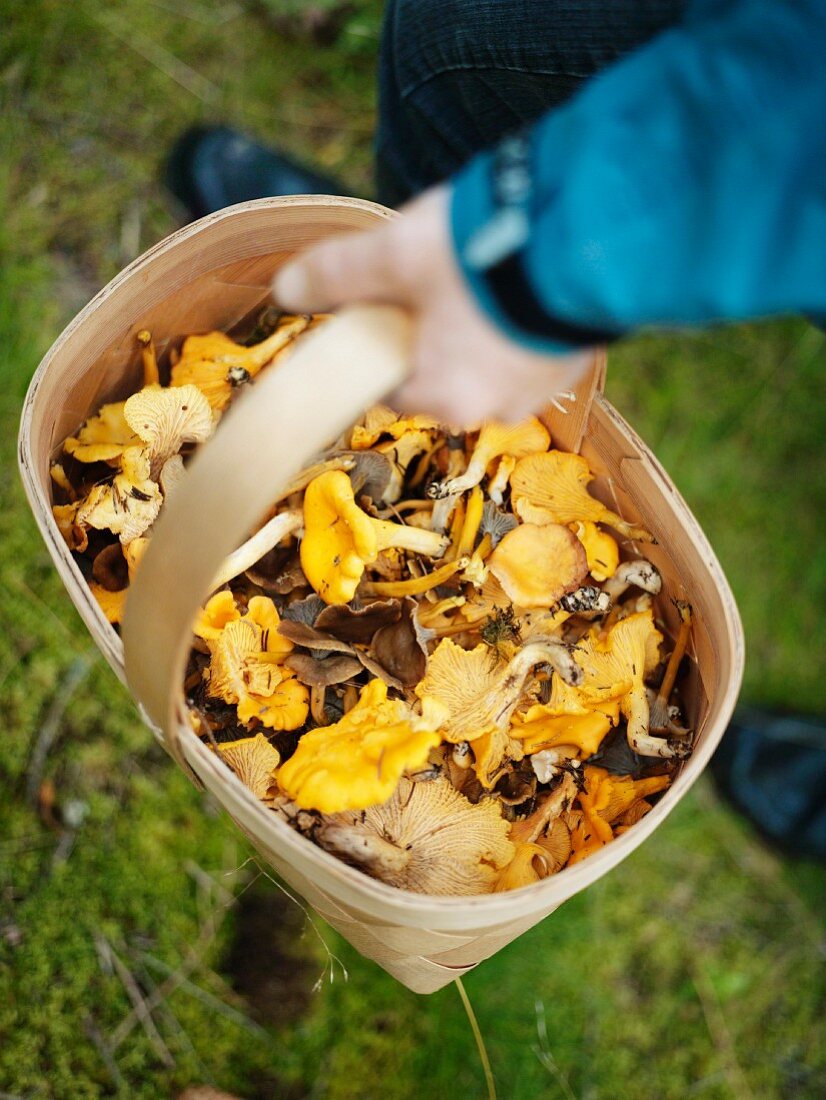 Person hält einen Korb voller Pilze