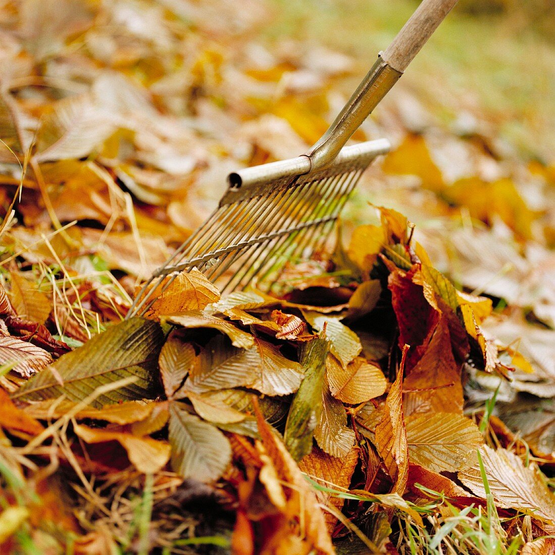 Rechen im Herbstlaub