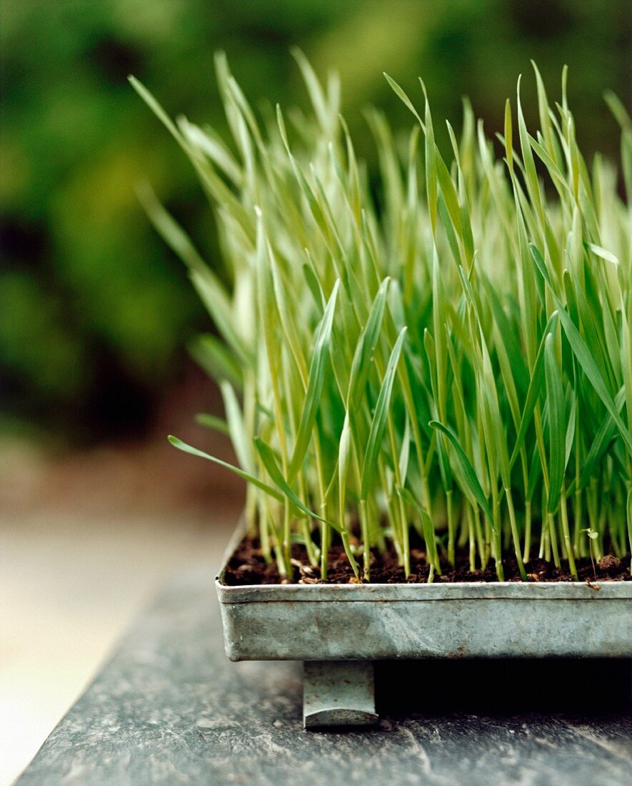 Ornamental grass in galvanised metal planting tray