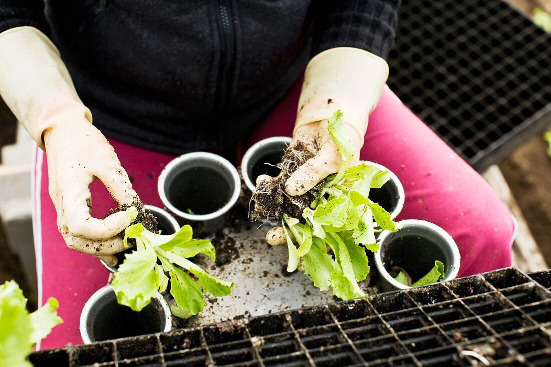 Taking lettuce seedlings and root balls out of plastic pots