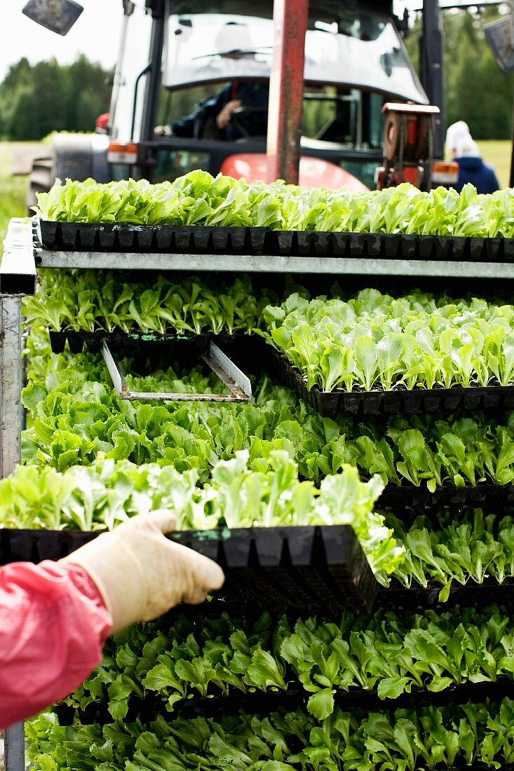 Regal mit Salatsetzlingen in Kunststoff Kästen und Landwirtschaftsfahrzeug