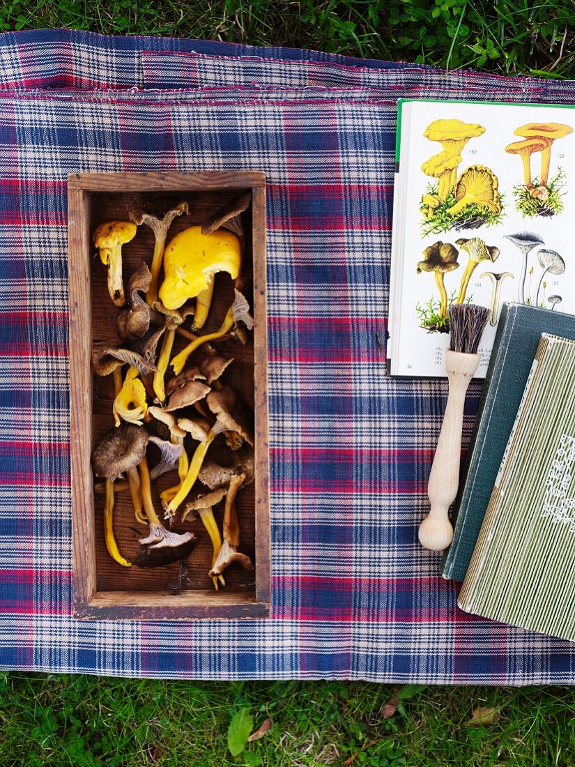 Verschiedene Pilze in Holzkiste und Pilzbücher auf karierter Decke im Garten