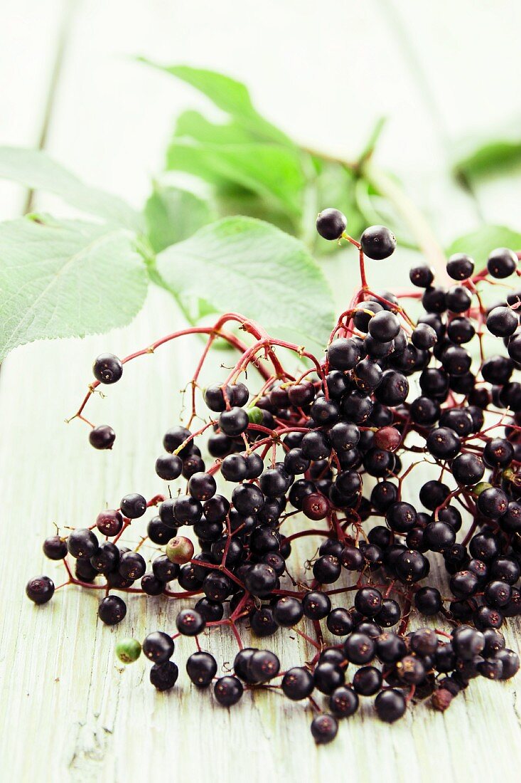 Elderberries with stalks and leaves (close-up)