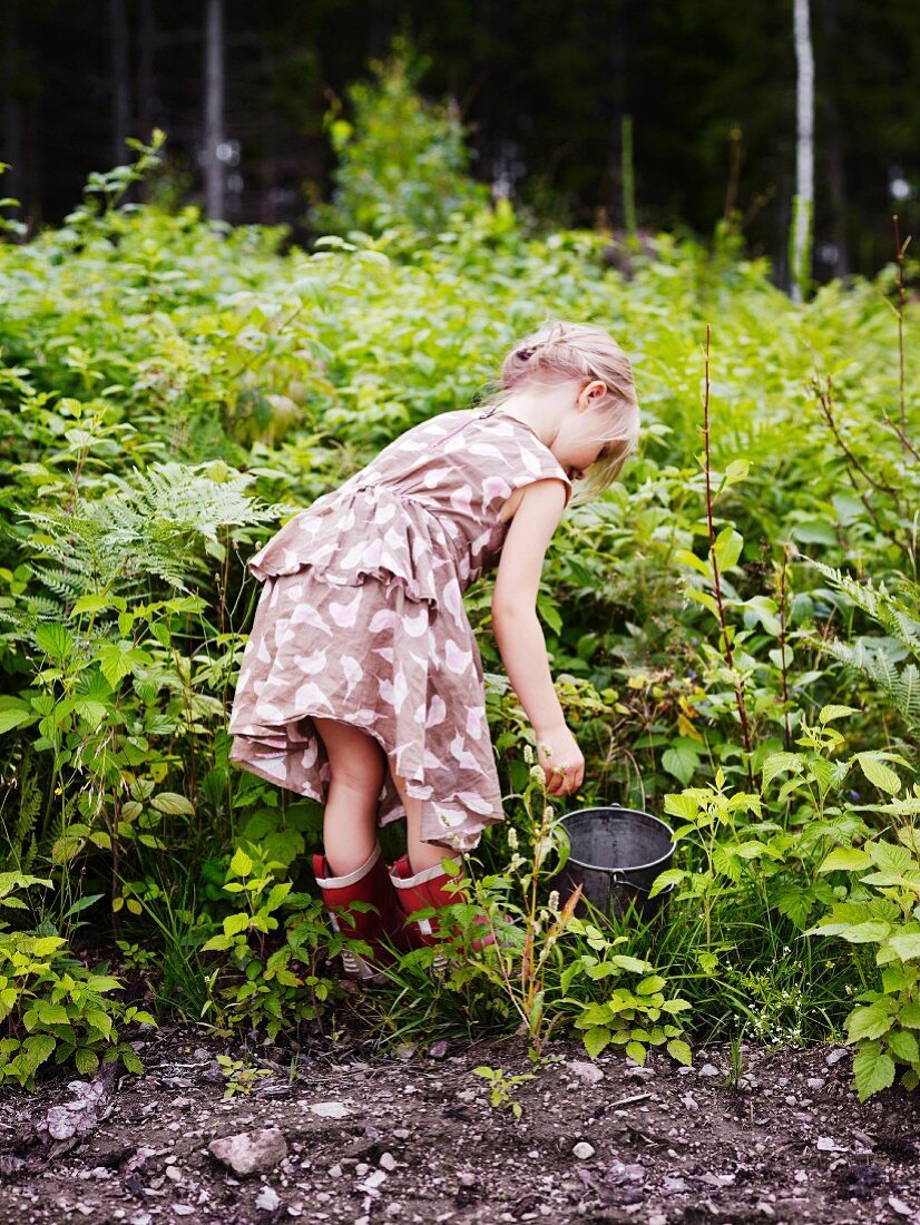 Little girl picking berries