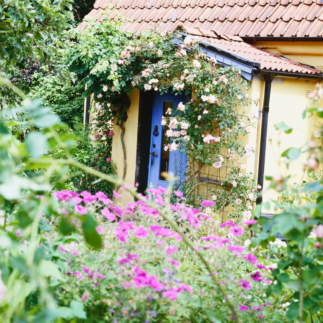 Von blühenden Rosen eingerahmter Eingang in schwedisches Ferienhaus