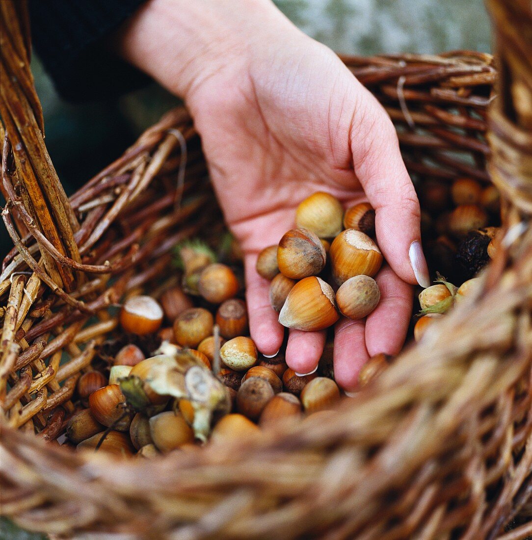 A woman with a basket full of hazelnuts, Skane, Sweden.