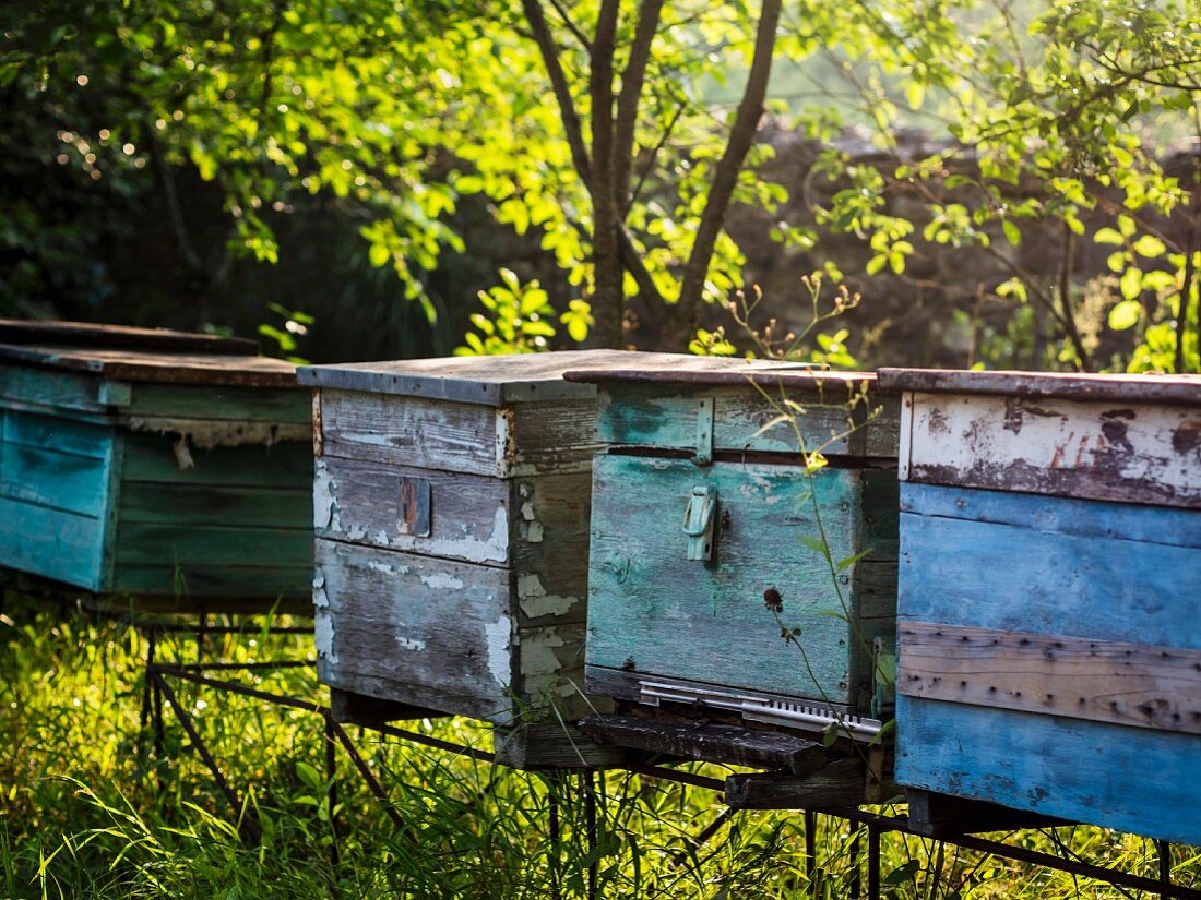 Beehives in Georgia, Caucasus.