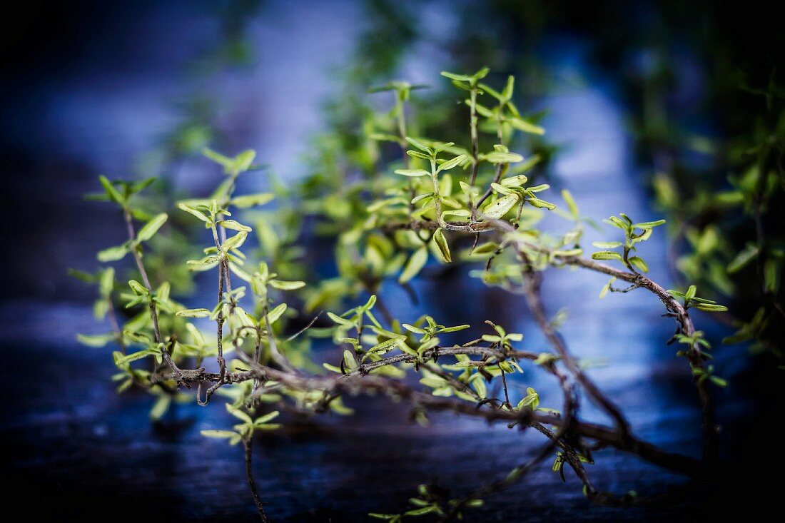 Thyme twigs