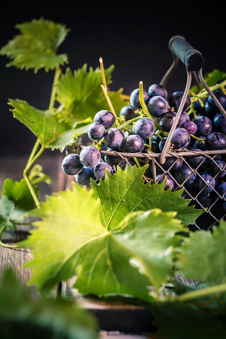 Black grapes in a wire basket and vine leaves