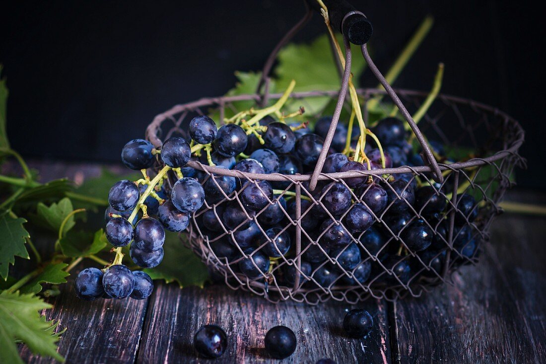 Blaue Trauben in Drahtkorb mit Weinlaub