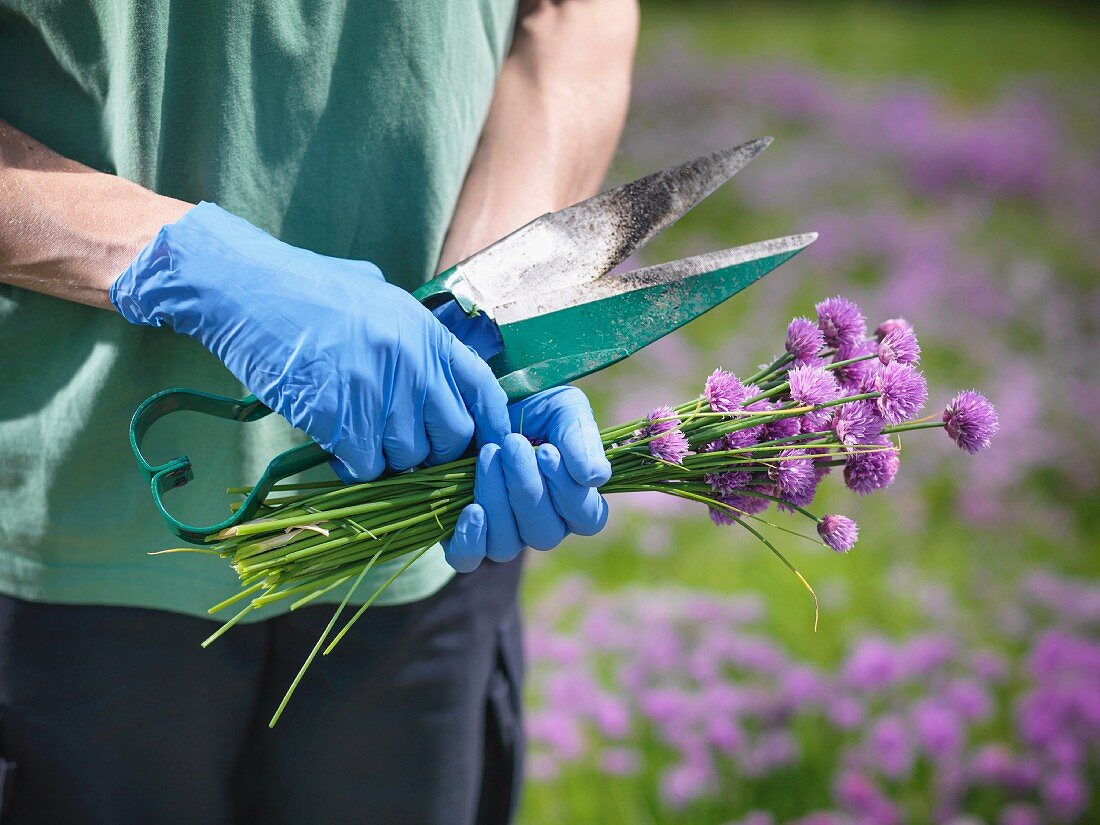 Worker holding fresh chives and scissors