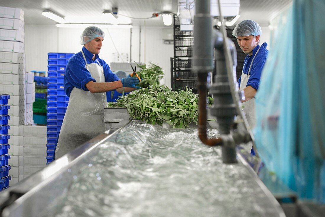 Workers washing herbs