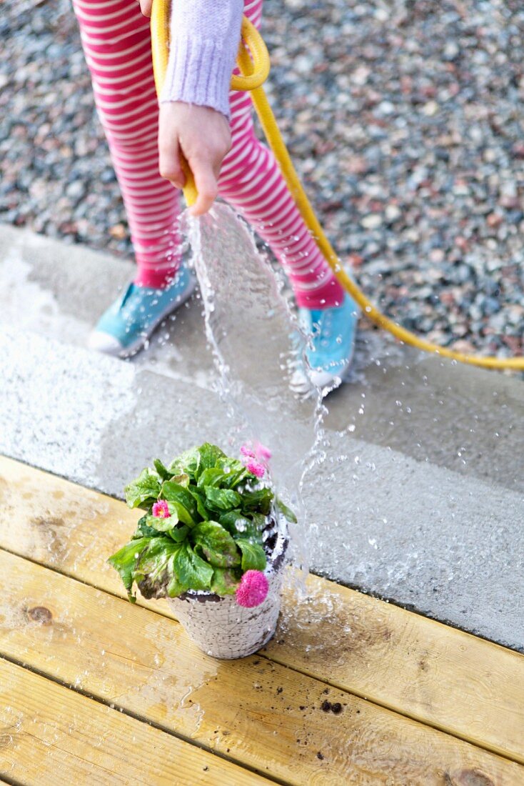 Girl watering plant, high angle view