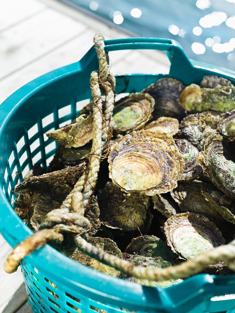 Oysters in a bucket, Sweden.