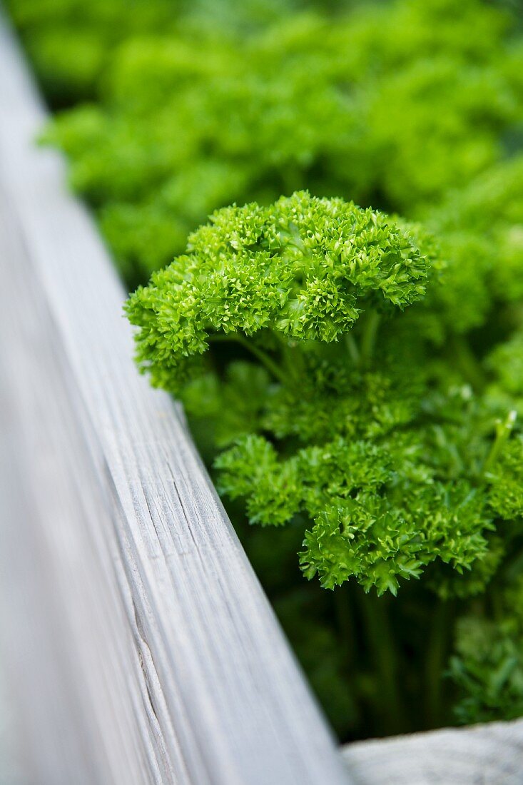 Curly parsley in a raised bed