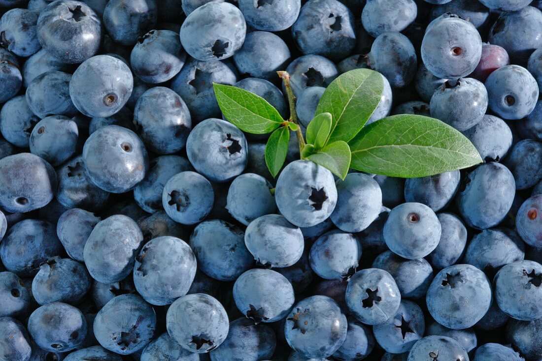 Lots of blueberries with a bunch of leaves