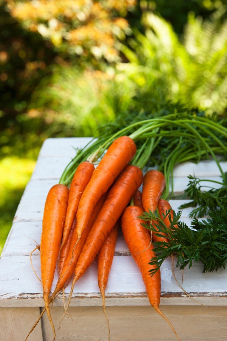 Freshly washed carrots with tops on a wooden table in the garden