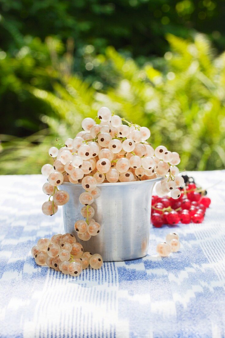 Whitecurrants (red- and blackcurrants in the background) in a small aluminium pot on a table in the garden
