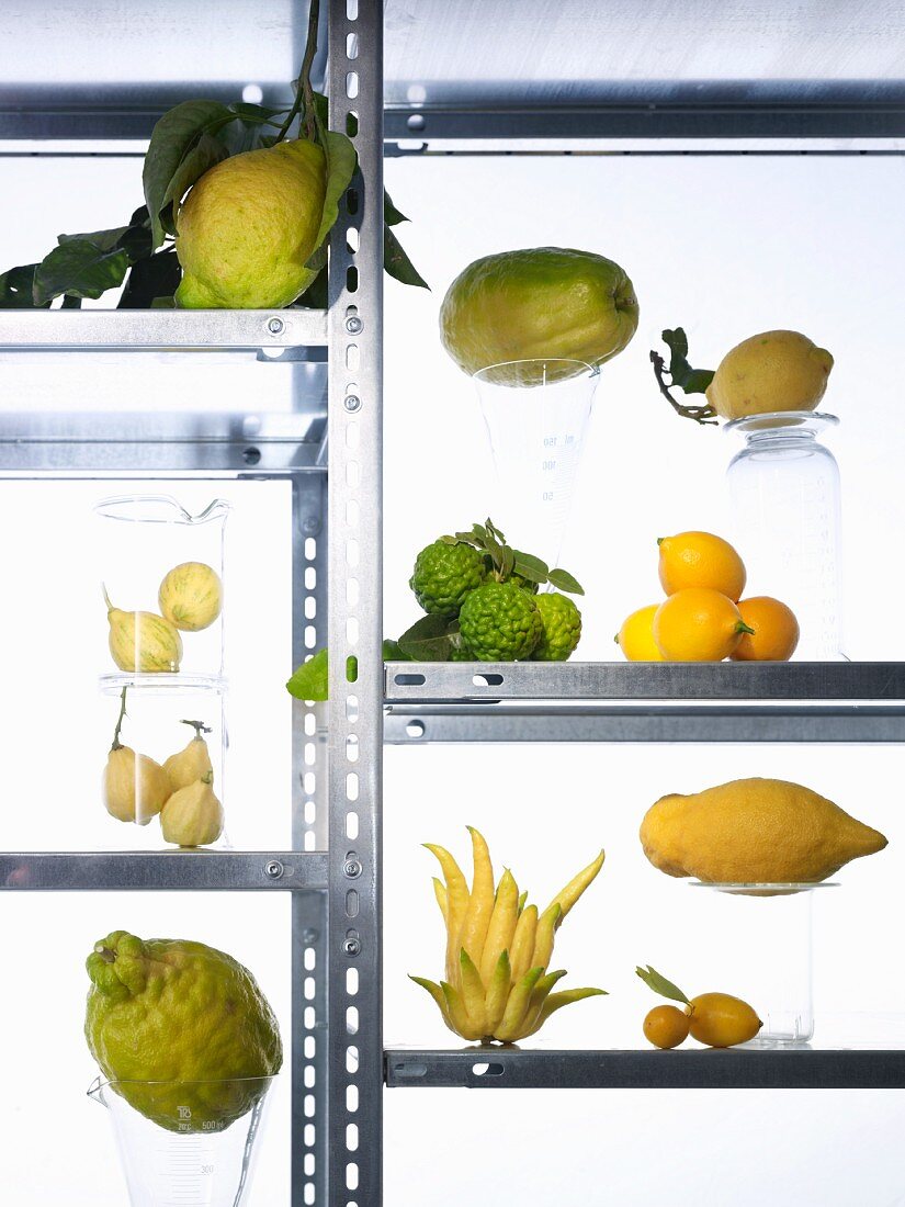 Assorted varieties of lemon on a metal shelf