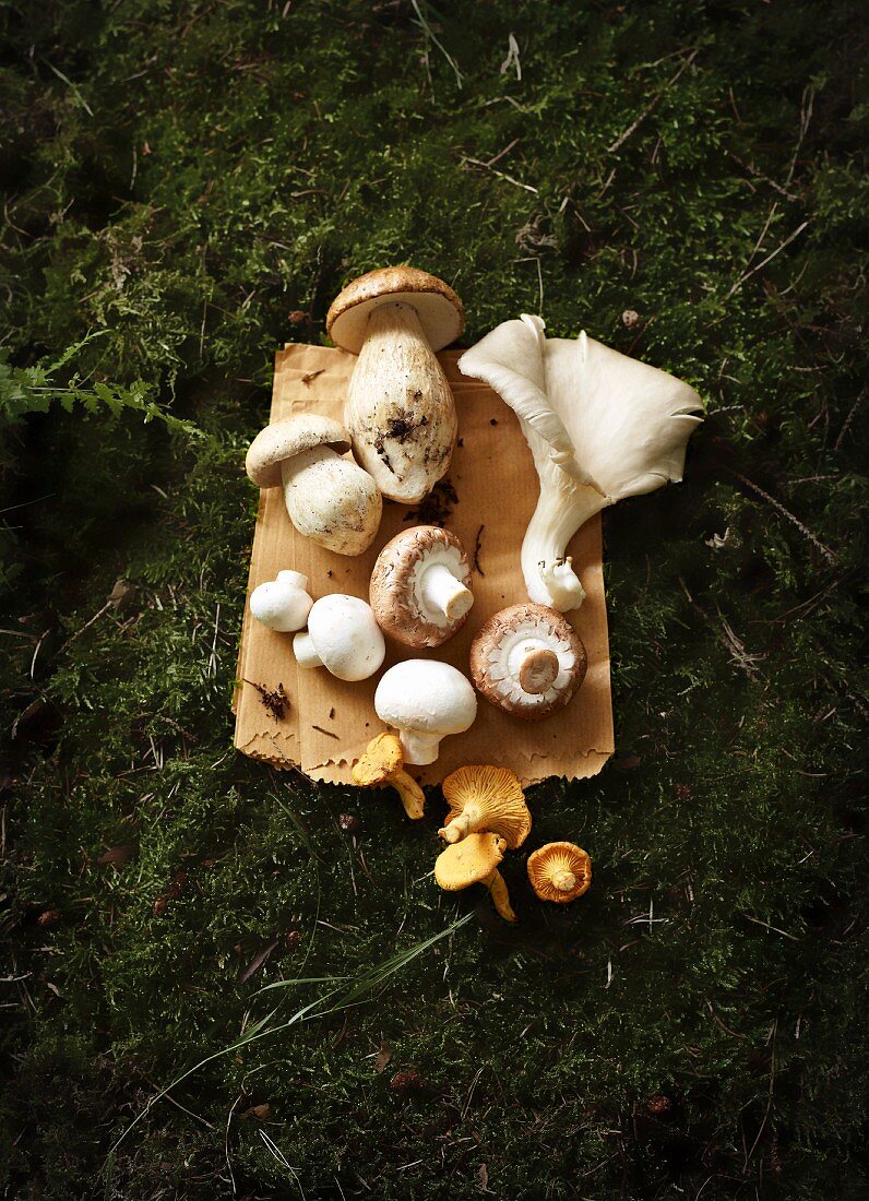 A still life featuring porcini mushrooms, oyster mushrooms, chestnut mushrooms, button mushrooms and chanterelles