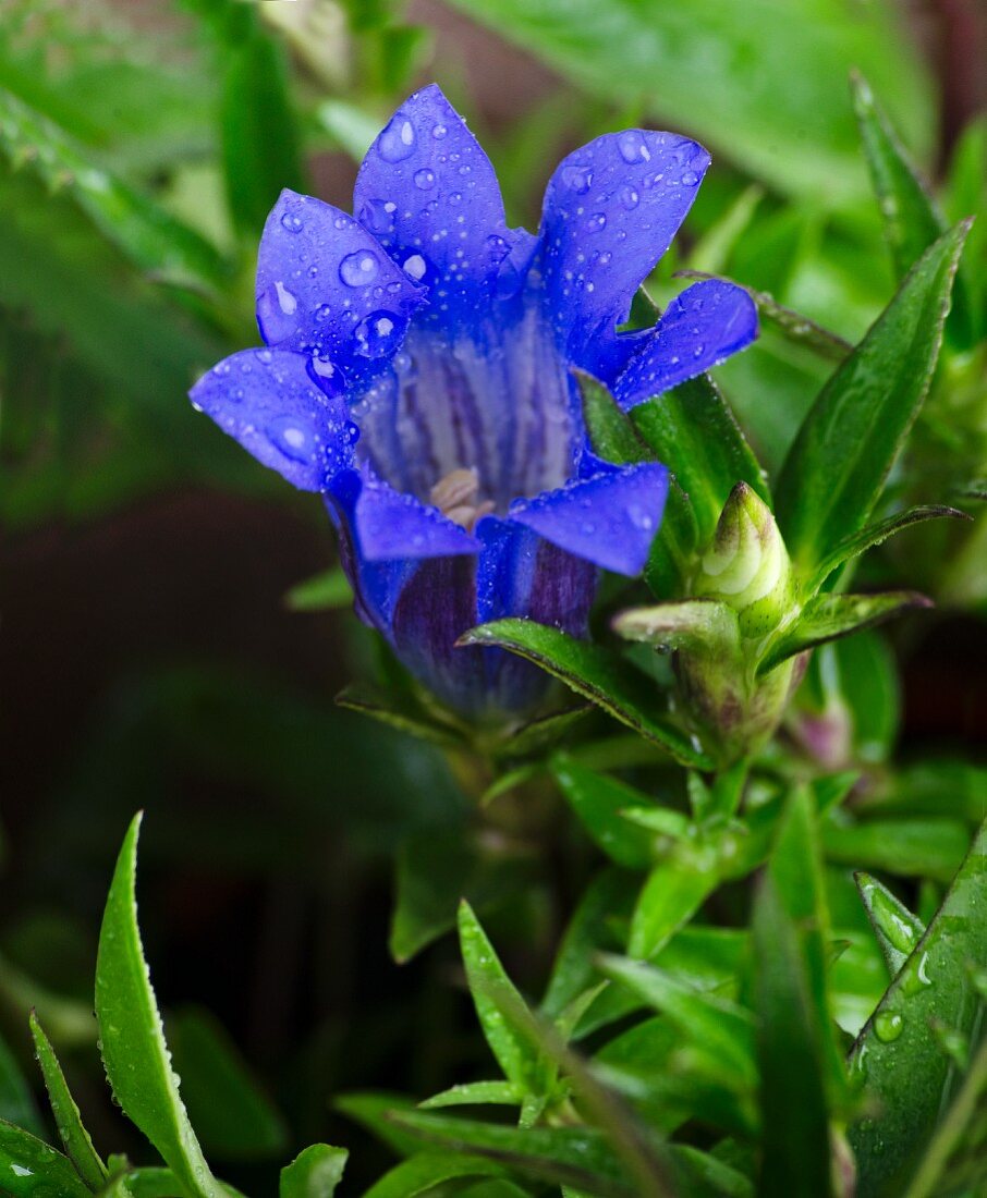 Blue gentian in garden (close-up)