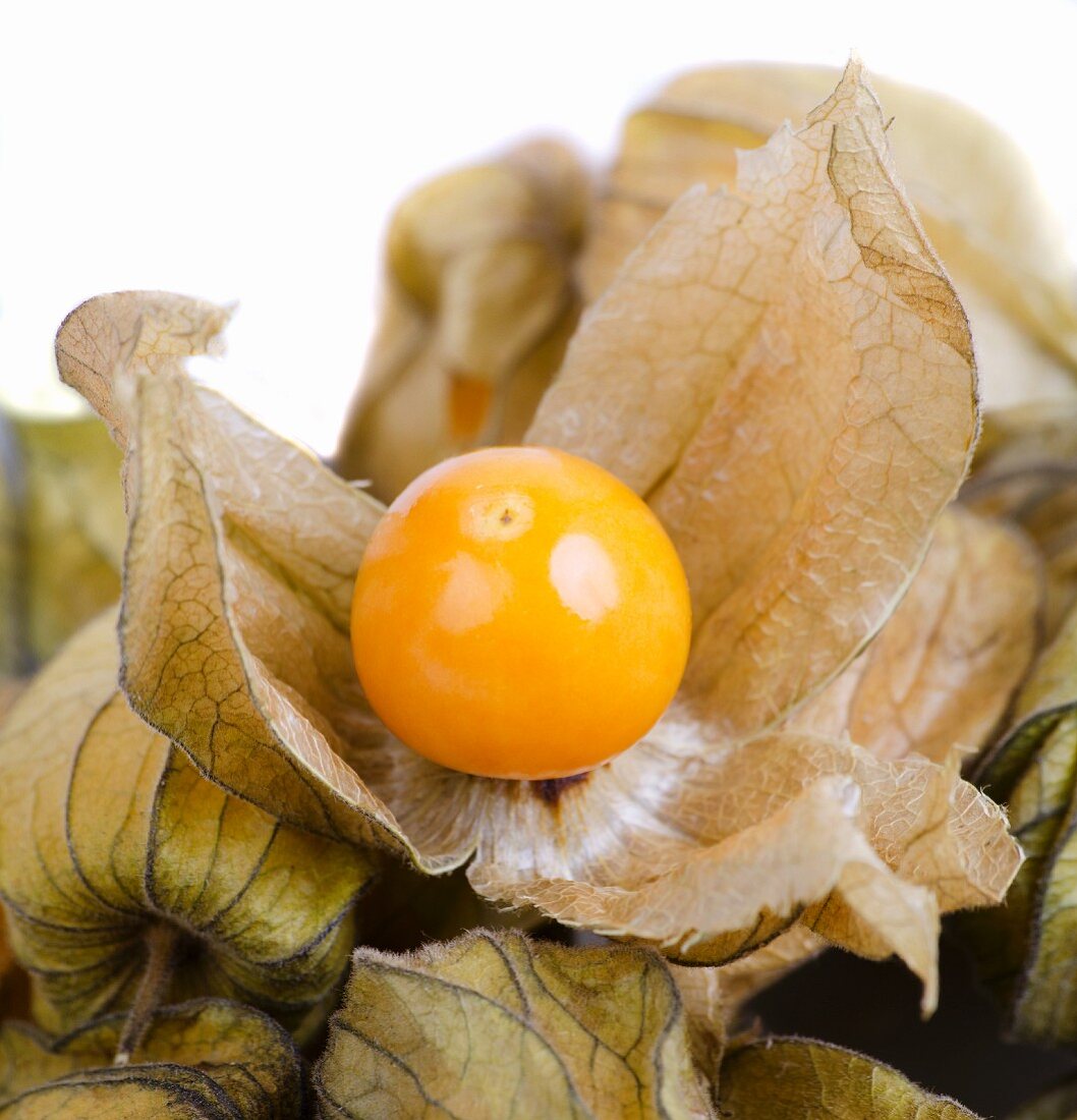 Physalis mit Hülle (Close Up)