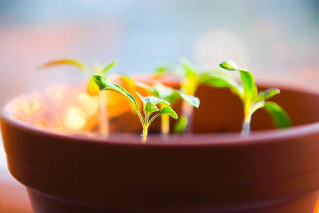 Tomato plants in a pot.