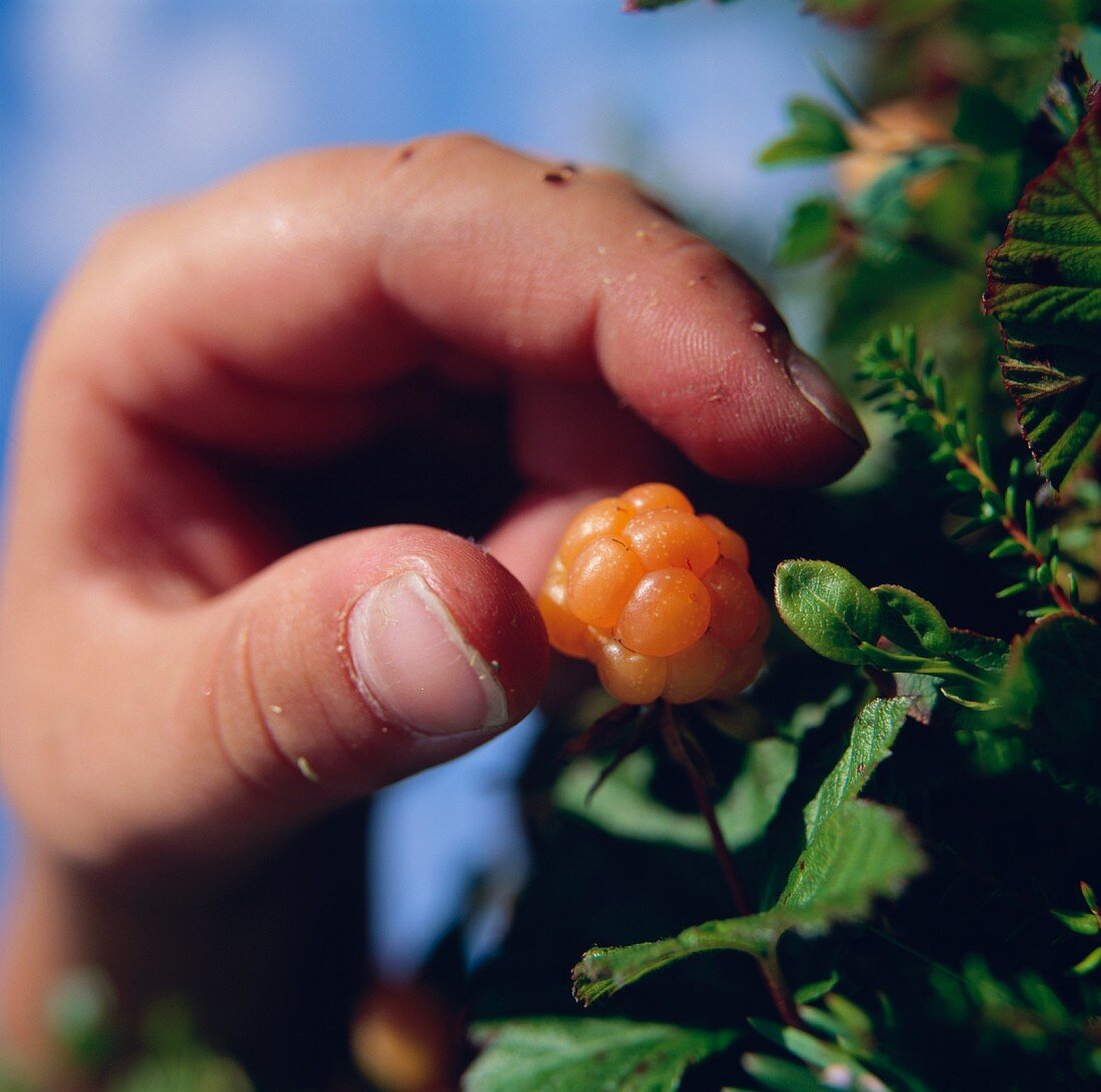 A hand plucking cloudberries from the bush