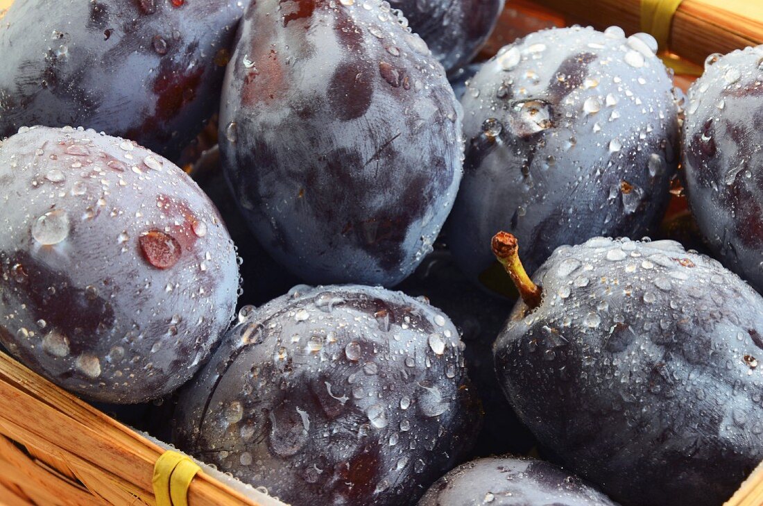 Plums with water droplets in a basket