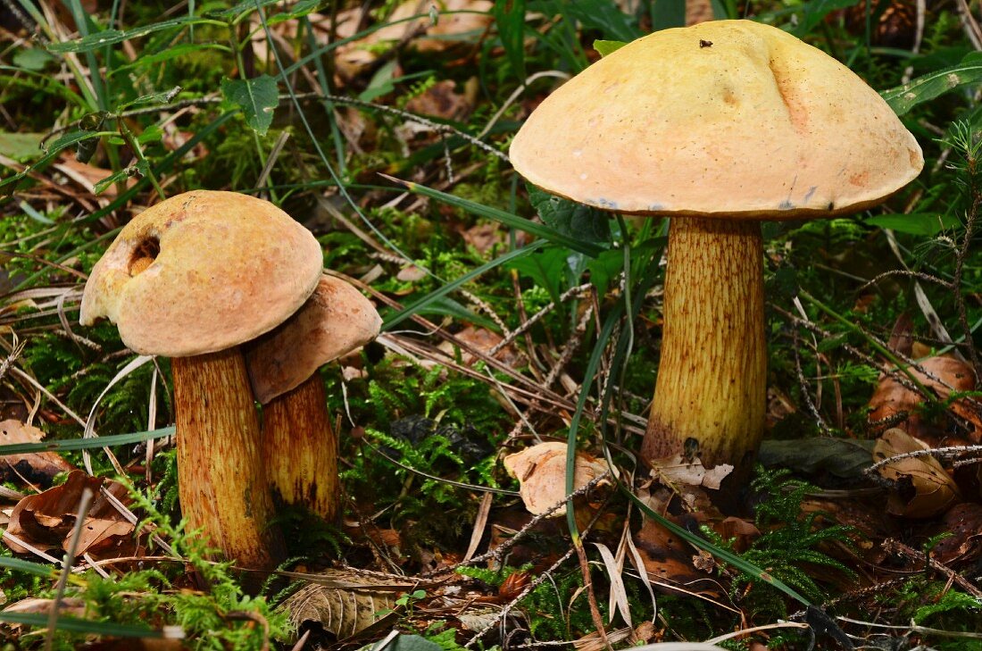 Netzstielige Hexenröhrlinge im Wald