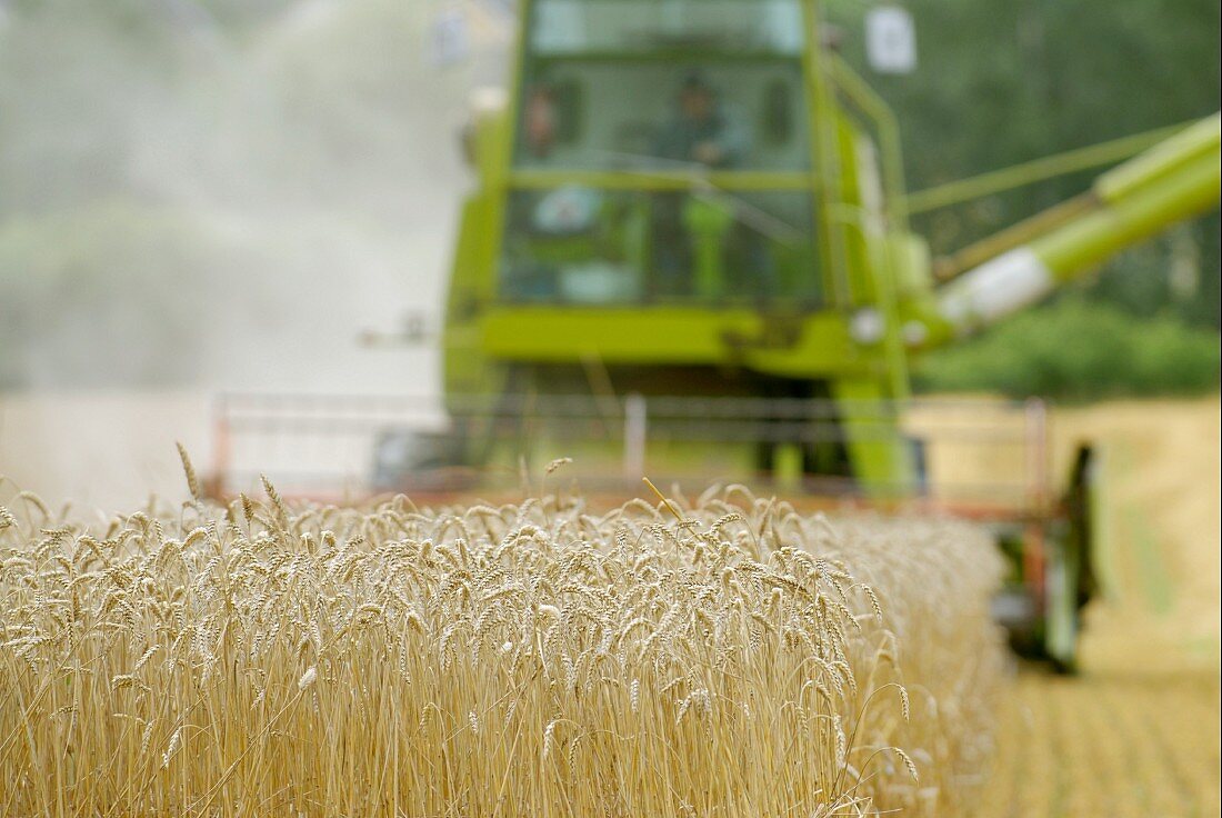 Ein Mähdrescher auf einem Feld, Schweden.