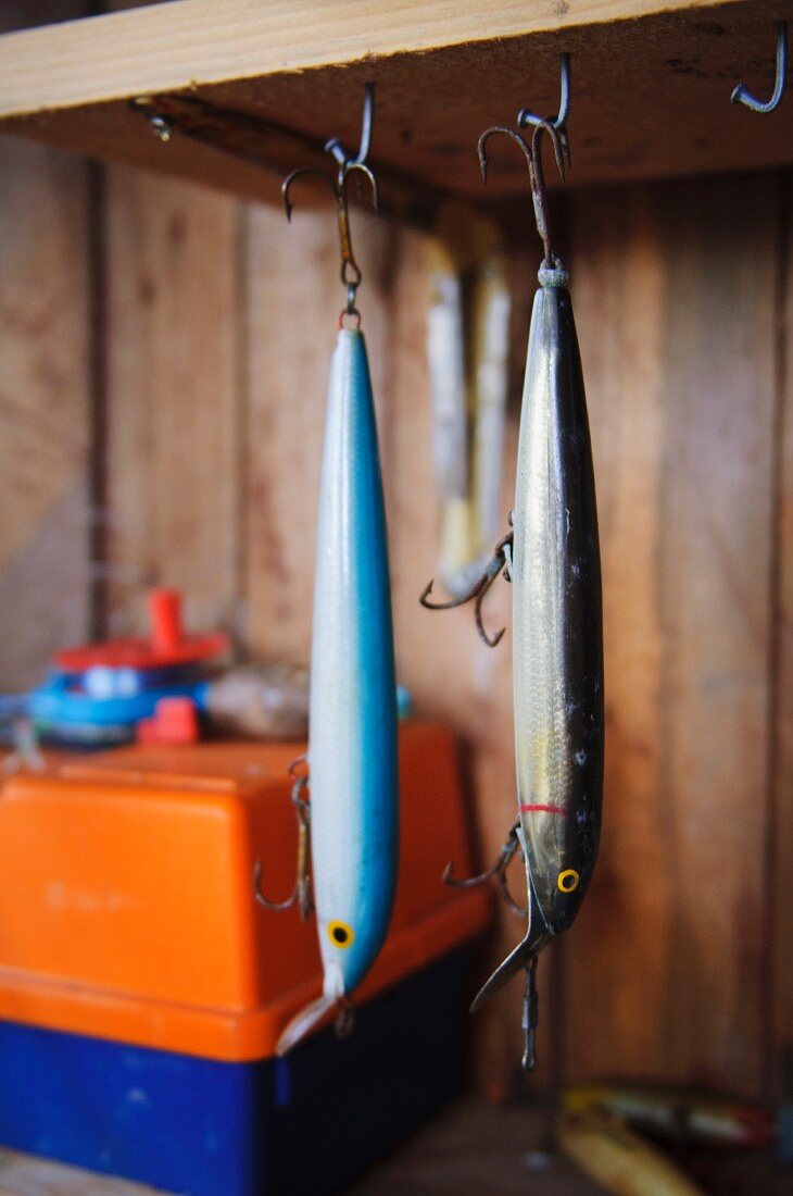 Two fishes hanging from hook