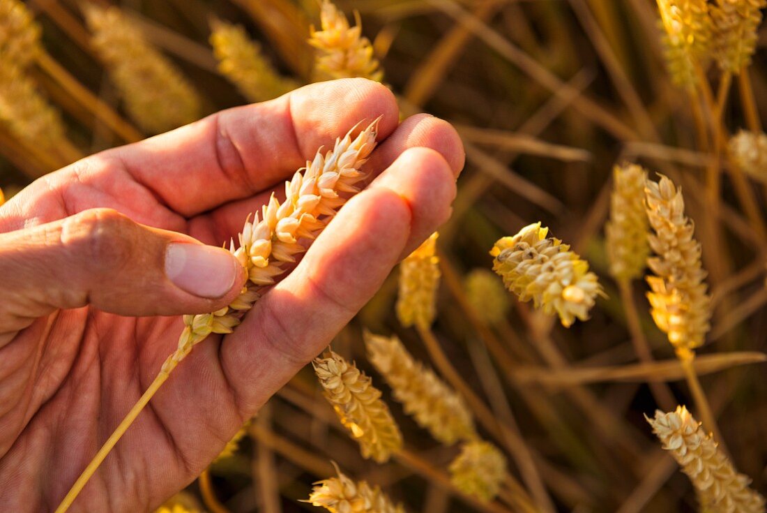 Hand holding ripe wheat, close-up