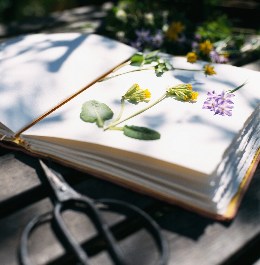 Flowers to press and dry in a book.