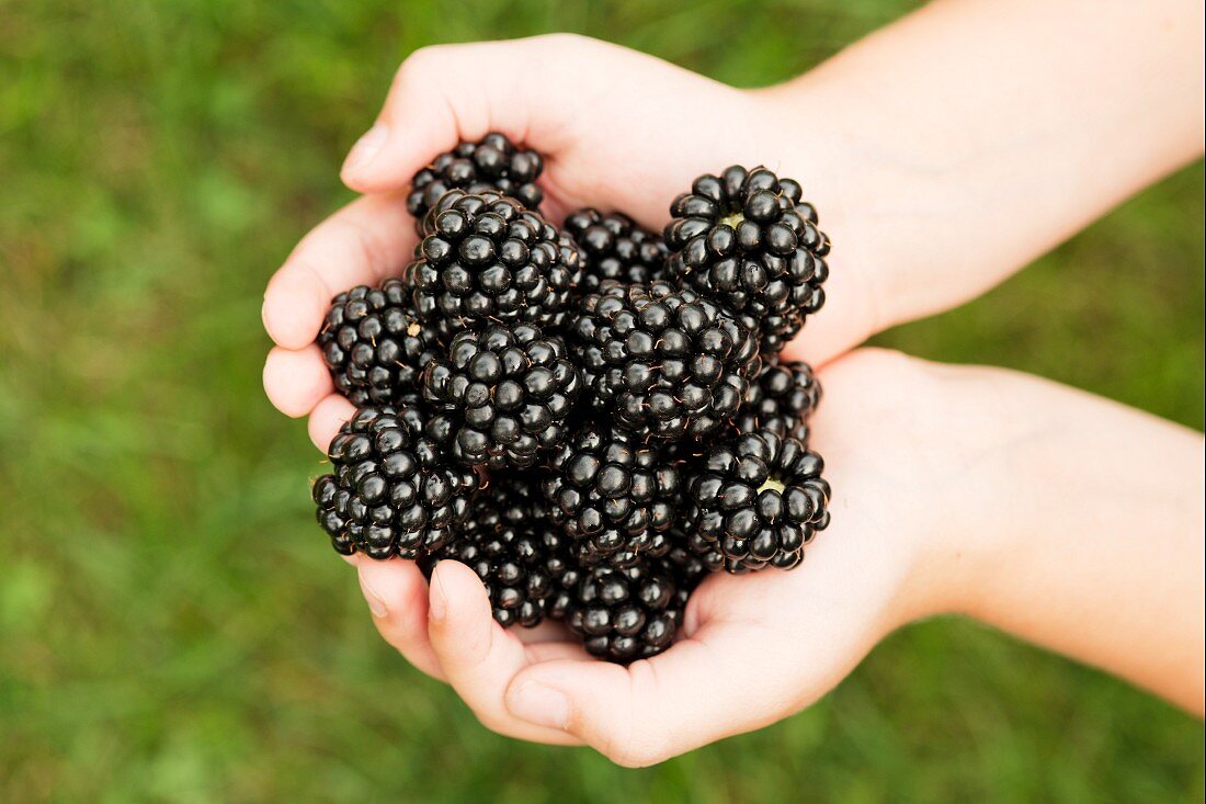 Blackberries held in a child's hands