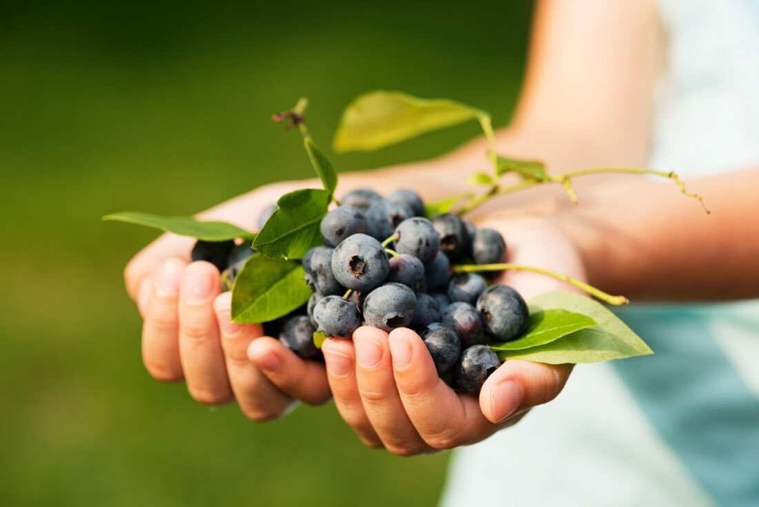 Heidelbeeren in Mädchenhänden