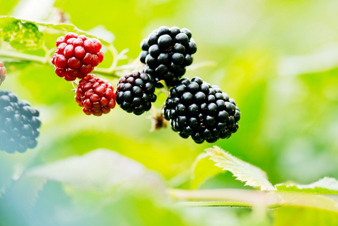 Blackberries on the bush