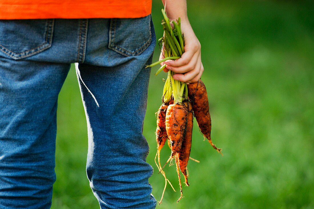 A child holding freshly harvested carrots