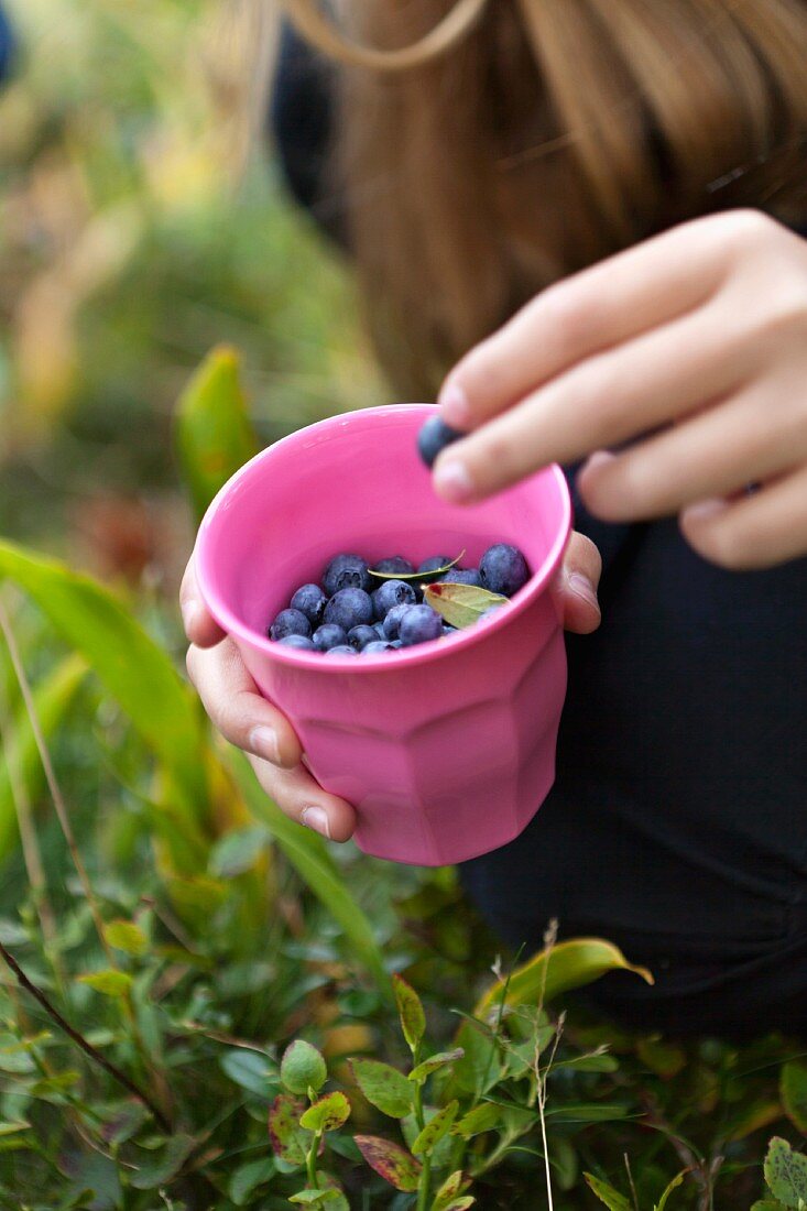 Mädchen sammelt Blaubeeren im Becher