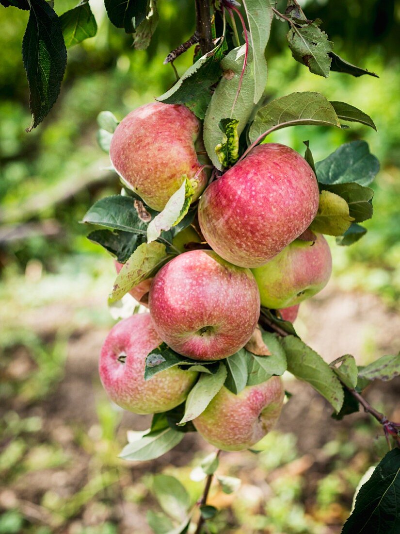 Rote Äpfel am Baum in einem Obstgarten