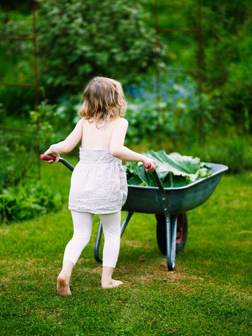 Little girl pushing wheelbarrow of rhubarb leaves