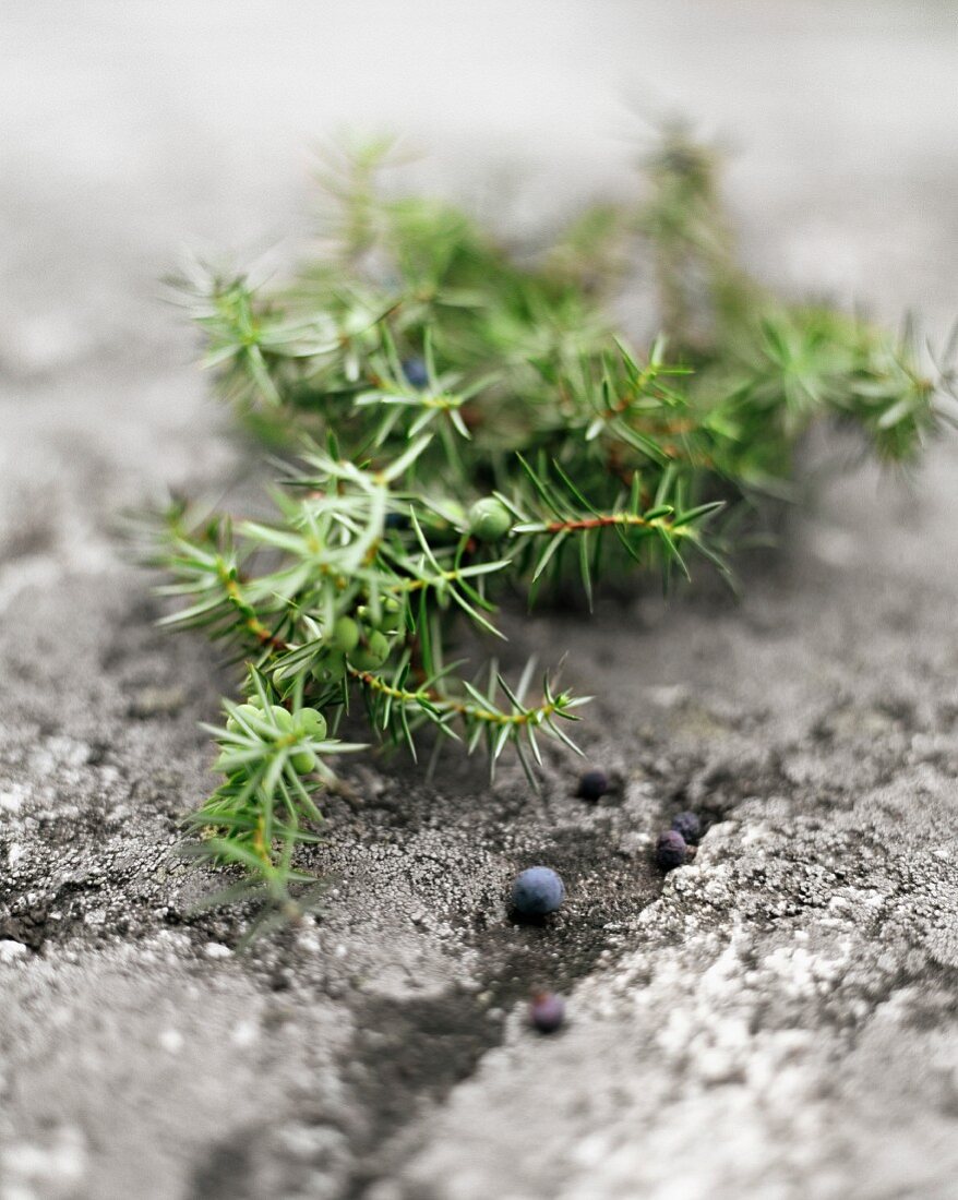 A sprig of juniper berries on a stone surface