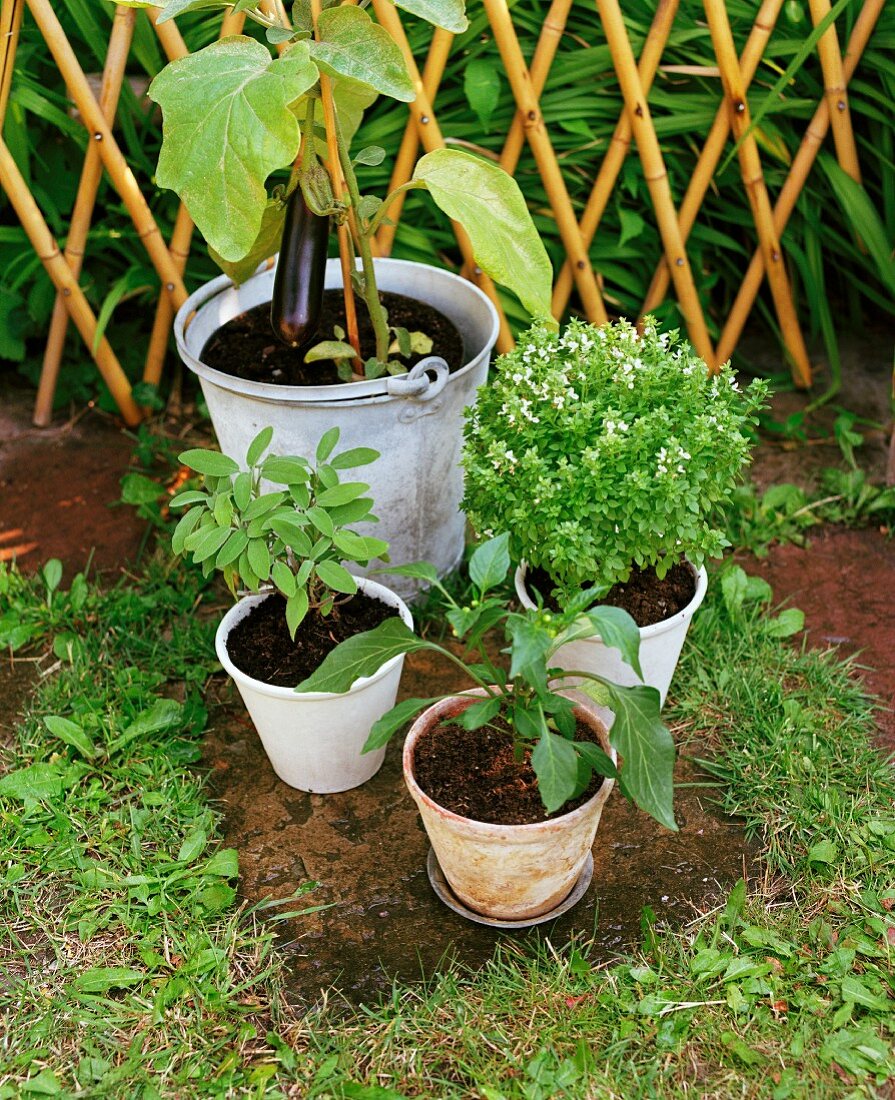 Plants in pots in a garden