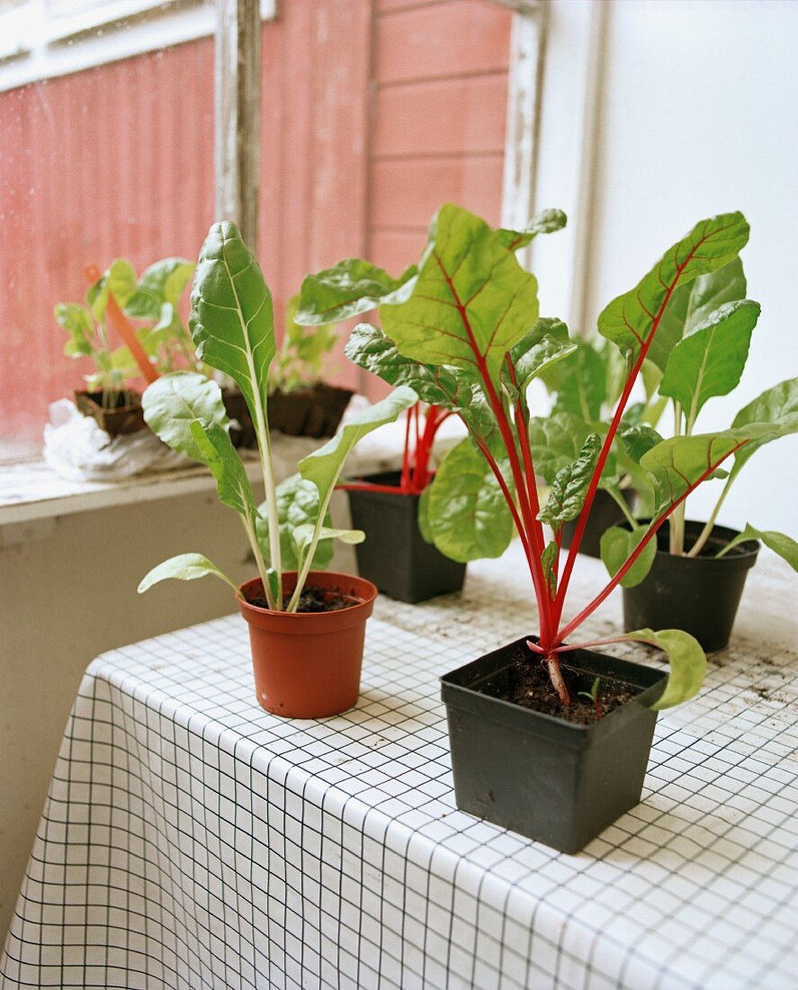 Young vegetable plants on a table on a balcony