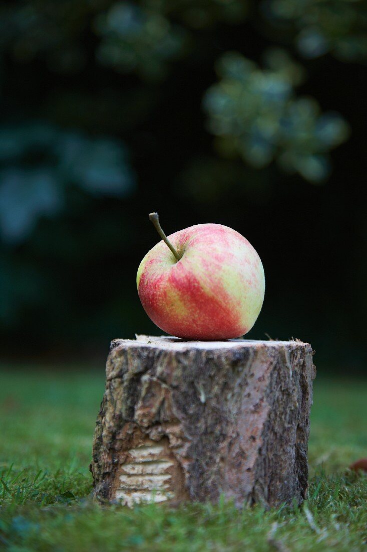 An apple on a tree stump in the garden