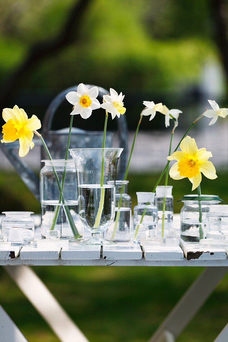 Narcissus flowers in glass vessels of water on table in garden