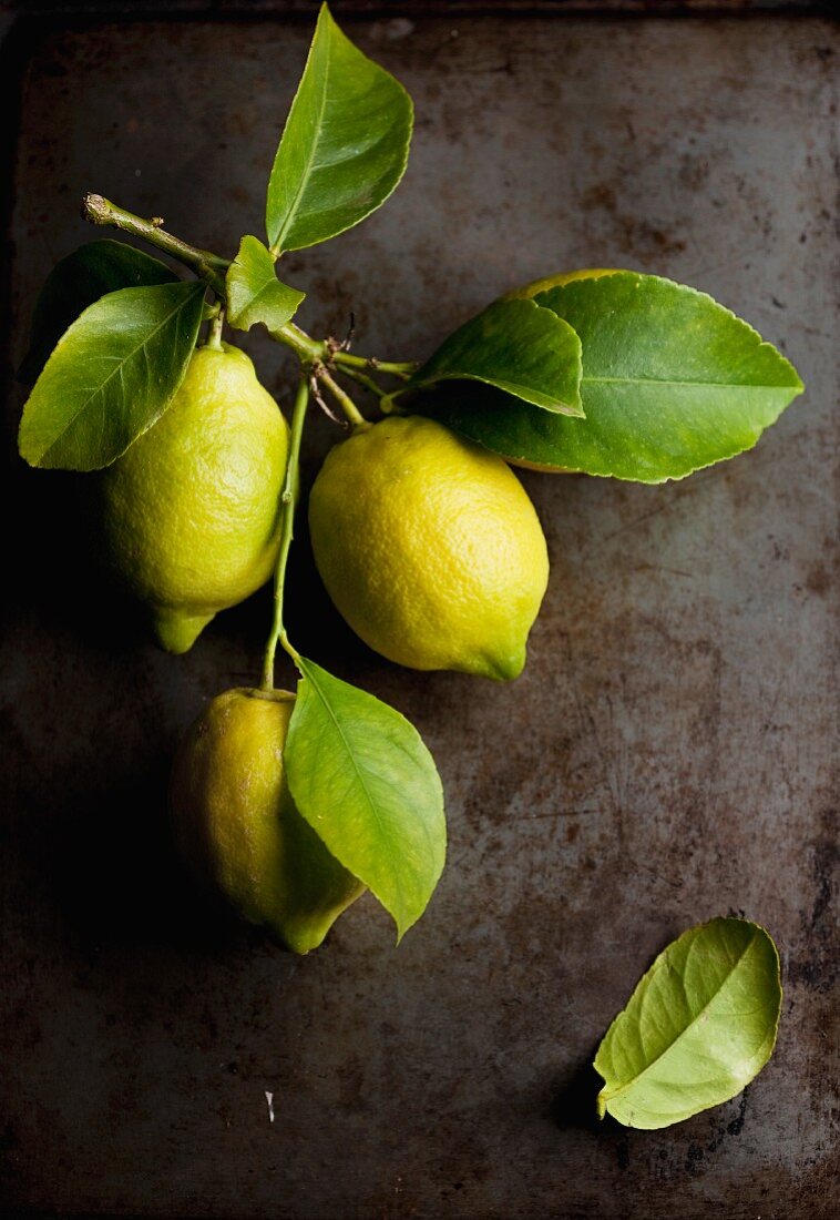 A twig with fresh lemons
