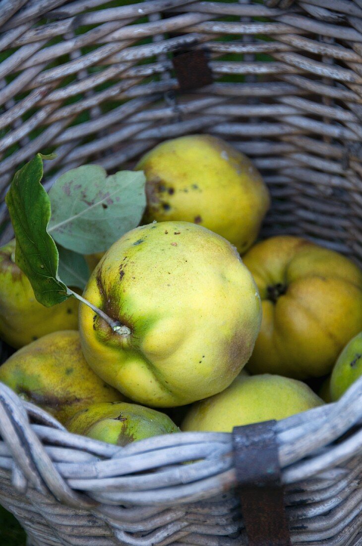 Harvested quinces in a basket